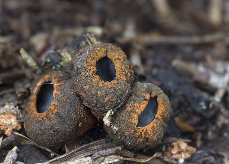 Plectania melastoma